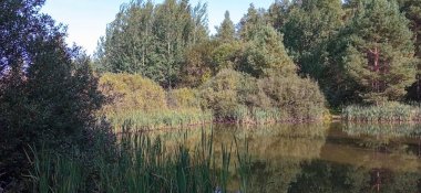 Ağaçlarla çevrili küçük orman gölü. Sıcak yaz günü, güzel hava..