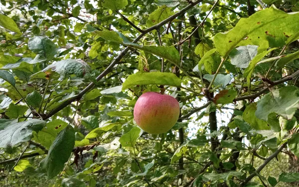 Wild apple tree in the forest. Small apple among the leaves.