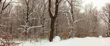 Ocak. Kar geçti ve bütün orman karla kaplı. Derin kar yağışı, karda bir patika var..