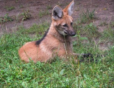 Kurt, hayvanat bahçesindeki kuşhanesinde çimlerin üzerinde uzanıyor..