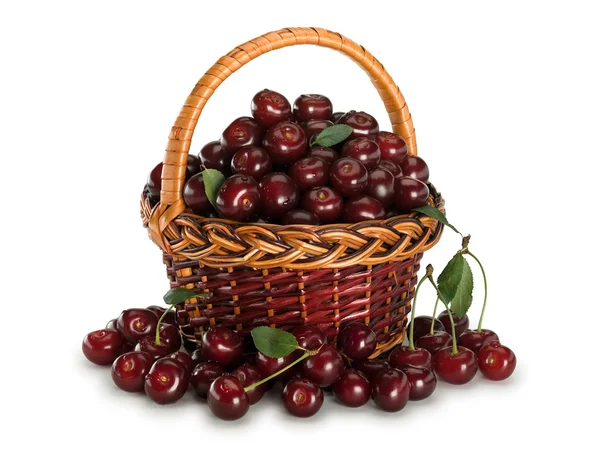 Velká úroda cherry — Stock fotografie