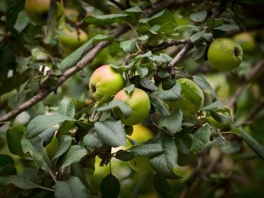 Elma dallarında olgunlaşmamış elma meyveleri