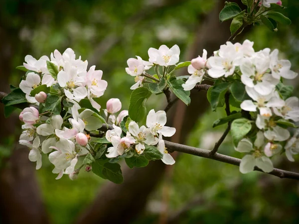 Close Spring Flowers Apple Tree Branches — Stock Photo, Image