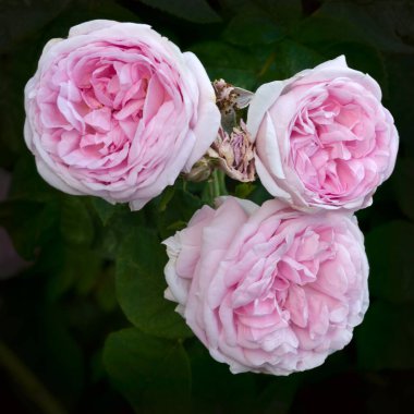 Üç çay tomurcuğu çalılıklarda dağıldı.