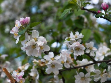 Elma ağacı dallarına yakın bahar çiçekleri