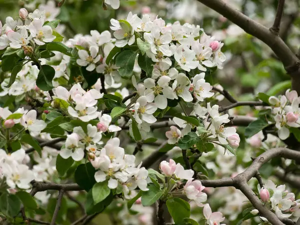 Close Spring Flowers Apple Tree Branches — Stock Photo, Image