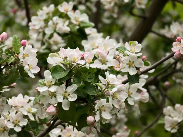 Close Spring Flowers Apple Tree Branches — Stock Photo, Image