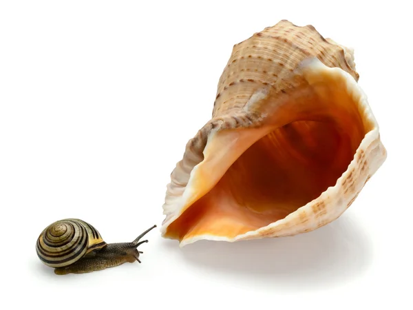 Snail and a cockleshell — Stock Photo, Image