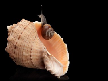 Salyangoz ve bir cockleshell