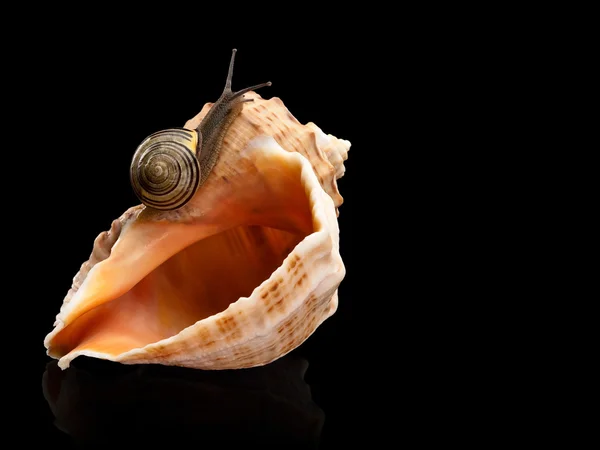 Snail and a cockleshell — Stock Photo, Image