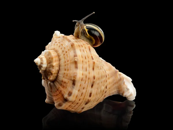 Snail and a cockleshell — Stock Photo, Image