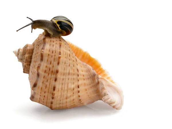 Snail and a cockleshell — Stock Photo, Image
