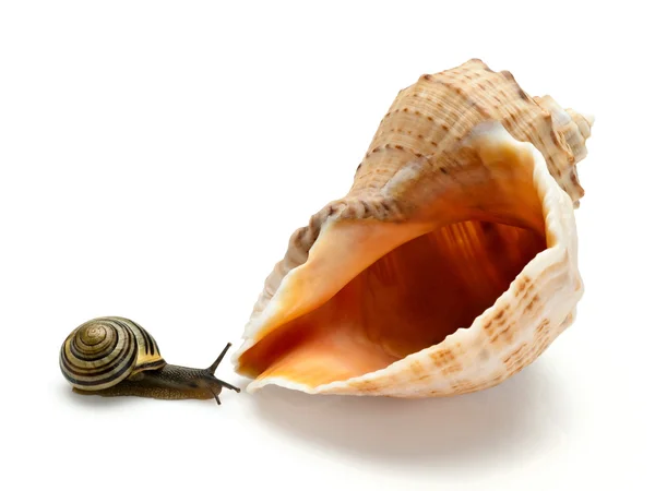 Slak en een cockleshell — Stockfoto