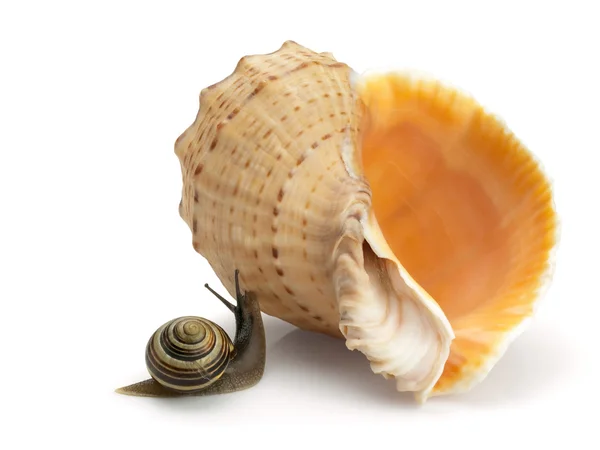 Escargot et une coquille — Photo