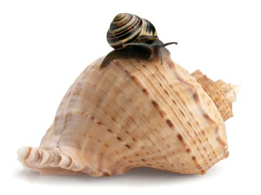 Salyangoz ve bir cockleshell