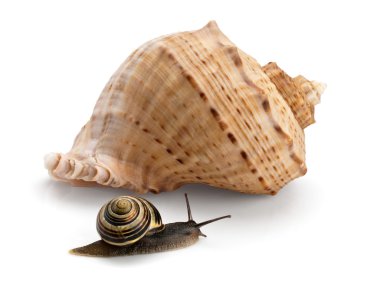 Salyangoz ve bir cockleshell