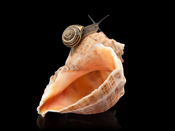 Snail and a cockleshell — Stock Photo, Image