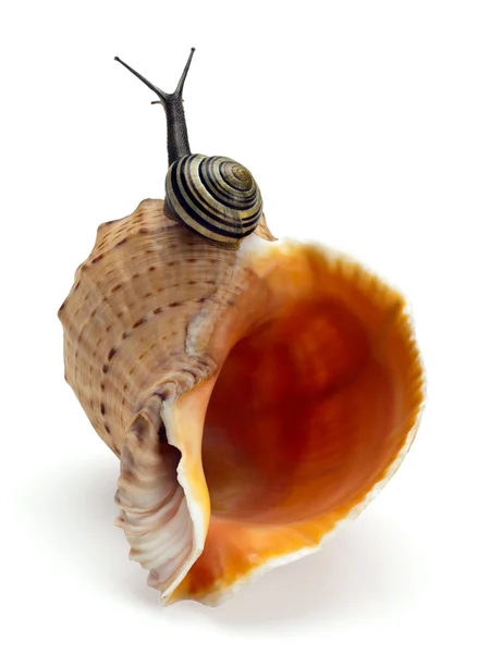 Snail and a cockleshell — Stock Photo, Image