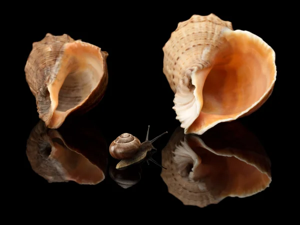 Ślimak i dwa morza cockleshells — Zdjęcie stockowe