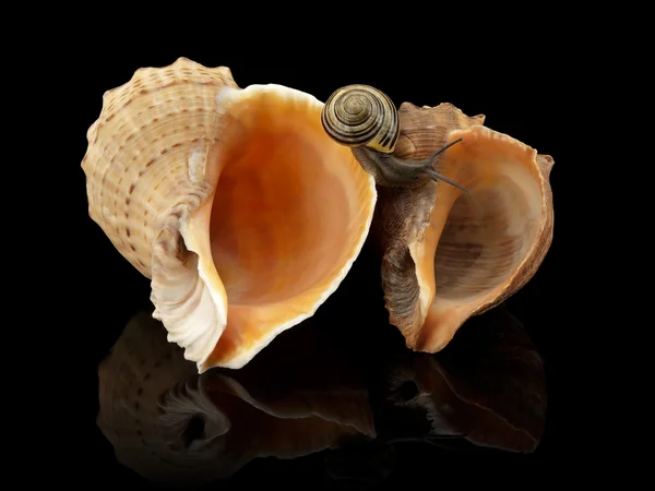 Snail and two sea cockleshells — Stock Photo, Image