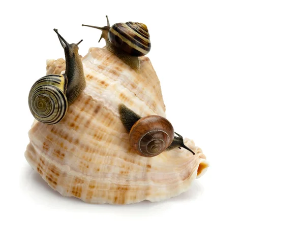 Three snails and sea cockleshell — Stock Photo, Image