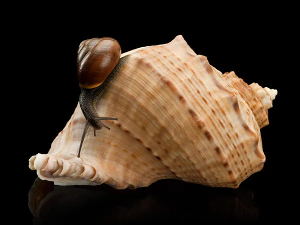 Snail and a cockleshell — Stock Photo, Image