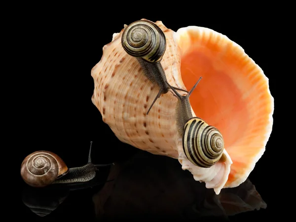 Three snails and sea cockleshell — Stock Photo, Image