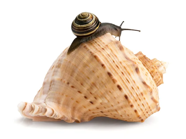 Snail and a cockleshell — Stock Photo, Image