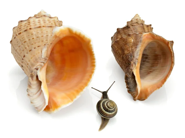 Caracol y dos conchas marinas — Foto de Stock