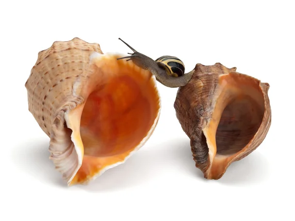 Улитка и две морские ракушки — стоковое фото