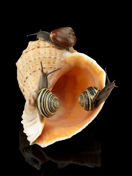 Three snails and sea cockleshell — Stock Photo, Image