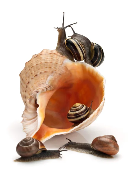 Five snails and sea cockleshell — Stock Photo, Image