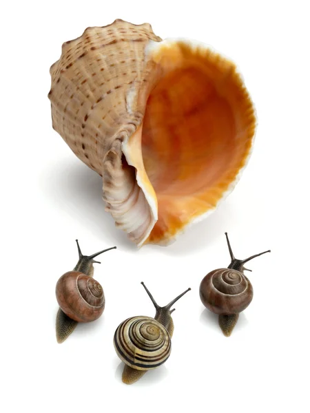 Three snails and sea cockleshell — Stock Photo, Image