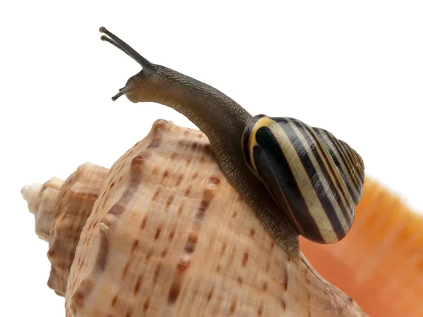 Snail creeping on a sea cockleshell — Stock Photo, Image