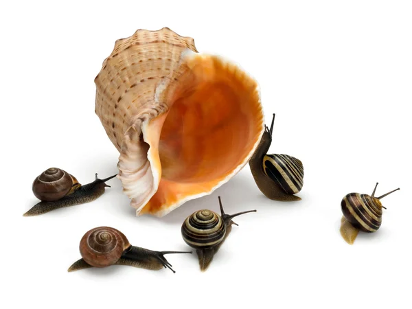 Five snails and sea cockleshell — Stock Photo, Image