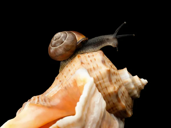 Snail creeping on a sea cockleshell — Stock Photo, Image