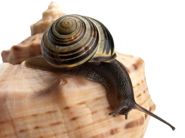 Snail creeping on a sea cockleshell — Stock Photo, Image