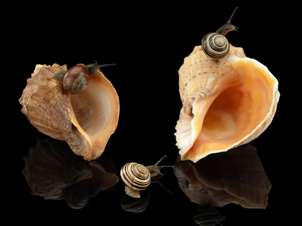 Three snails and two sea cockleshells — Stock Photo, Image