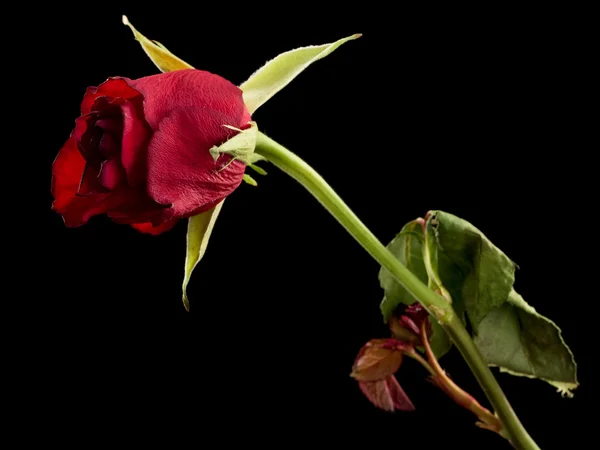 Verwelkte Rose — Stockfoto