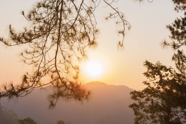 Çam ağaçları, dallar ve yapraklardan oluşan siluet ile gökteki güzel manzara dağları ve güneş ışığı.
