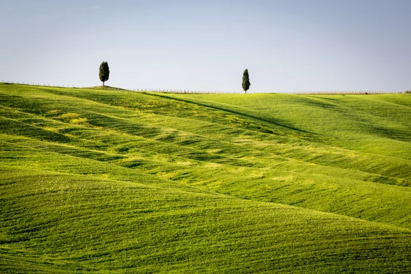 Two cypresses in Tuscany — Stock Photo, Image