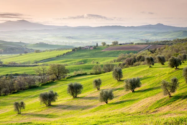 Olijfbomen in Toscane — Stockfoto