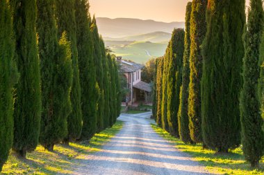 Toskana 'daki Cypress sokağı.