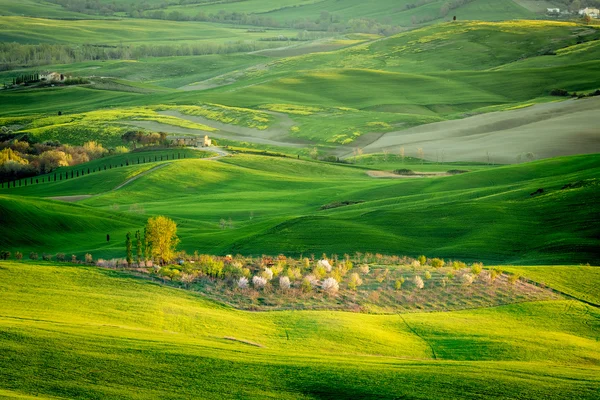 Campos rodantes de Toscana —  Fotos de Stock