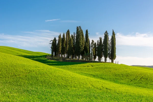 Group of cypresses — Stock Photo, Image
