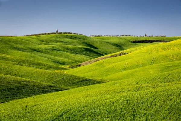 Green waves in Tuscany — Stock Photo, Image