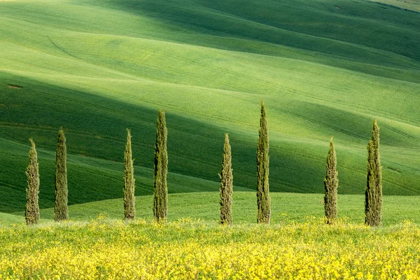 Toscaanse vormen van cipressen — Stockfoto