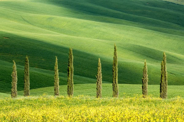 Forme toscane di cipressi — Foto Stock