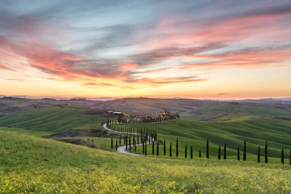 Como una serpiente en Toscana — Foto de Stock