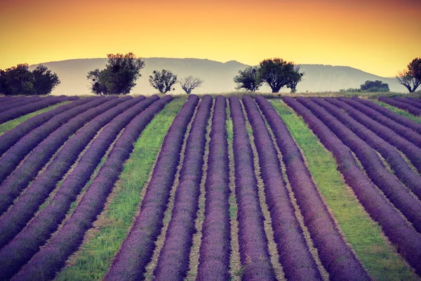 Campo di lavanda, Provenza, Francia — Foto Stock